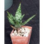 Aloe hemmingii 3-inch pots