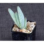Aloe hereroensis 2-inch pots