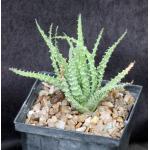 Aloe humilis Special Clone 5-inch pots
