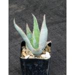 Aloe imalotensis 2-inch pots