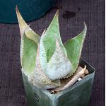 Aloe imalotensis var. longeracemosa 4-inch pots
