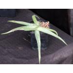 Aloe inamara 5-inch pots