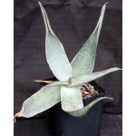 Aloe karasbergensis one-gallon pots