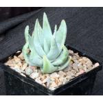 Aloe krapohliana var. dumoulinii 5-inch pots