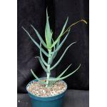 Aloe kulalensis 8-inch pots