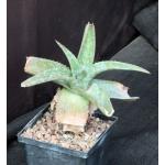 Aloe lateritia var. graminicola (WY 1103) 5-inch pots