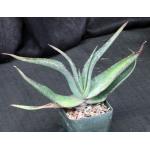 Aloe lavranosii 5-inch pots