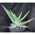 Aloe lavranosii one-gallon pots