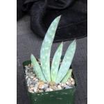Aloe littoralis 4-inch pots