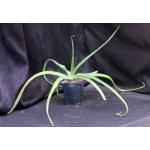 Aloe lomatophylloides 5-inch pots