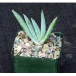 Aloe longistyla 4-inch pots