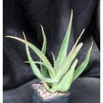 Aloe macleayi 5-inch pots