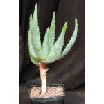 Aloe marlothii one-gallon pots