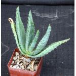 Aloe marlothii 4-inch pots