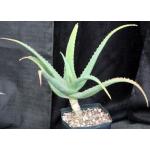 Aloe megalacantha one-gallon pots