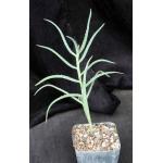 Aloe millotii 5-inch pots