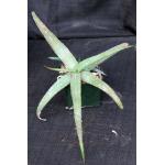 Aloe monotropa 5-inch pots