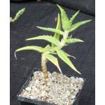Aloe morijensis 5-inch pots