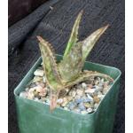 Aloe mossurilensis 4-inch pots