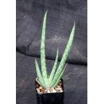 Aloe niebuhriana 2-inch pots