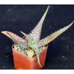 Aloe niensiensis 3-inch pots
