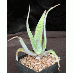 Aloe niensiensis one-gallon pots