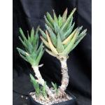 Aloe nobilis (variegated) one-gallon pots