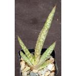 Aloe pearsonii (pink flower) 2-inch pots