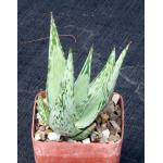 Aloe peckii 4-inch pots