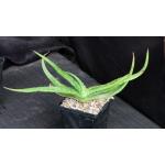 Aloe petrophila (ISI 2001-24) 5-inch pots
