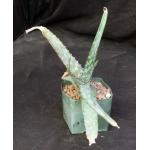 Aloe pirottae 5-inch pots
