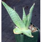 Aloe prinslooi 4-inch pots