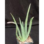Aloe pseudorubroviolacea 5-inch pots