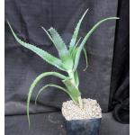 Aloe rabaiensis one-gallon pots