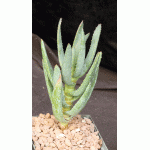 Aloe ramosissima 5-inch pots