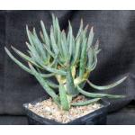 Aloe ramosissima one-gallon pots