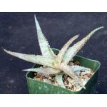 Aloe cv Raspberry Delight 4-inch pots