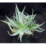 Aloe rauhii one-gallon pots