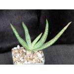 Aloe rigens 4-inch pots