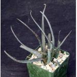 Aloe cv Safari Sunrise 4-inch pots