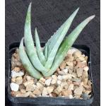 Aloe scabrifolia 5-inch pots