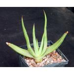 Aloe scobinifolia 5-inch pots