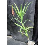 Aloe scorpiodes one-gallon pots