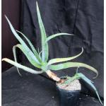 Aloe sp. (Awassa, Ethiopia) one-gallon pots
