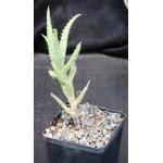 Aloe squarrosa 5-inch pots