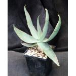 Aloe striata 5-inch pots
