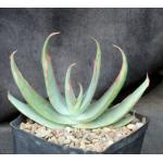 Aloe striata one-gallon pots