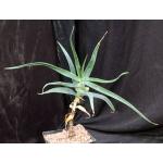 Aloe striatula one-gallon pots
