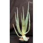 Aloe succotrina hybrid 5-inch pots