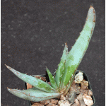 Aloe suprafoliata 2-inch pots